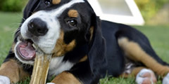  Dog gnaws a bone sound 