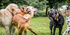 Several dogs fighting sound 