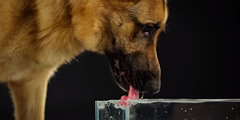 Dog drinking water sound 