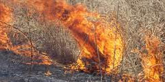 Burning weeds and dry grass sound , 2 sounds