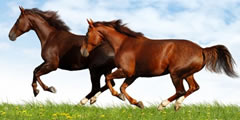 2 horses gallop sound , 2 sounds