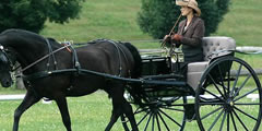 Horse cart movement