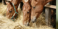 Horse eats hay sound , 2 sounds