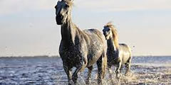 Horse gallops through the water sound 