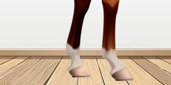 Horse walks on a wooden floor sound , 3 sounds
