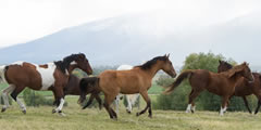 Several horses gallop sound , 4 sounds