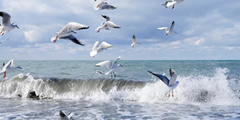 Waves of the sea, ocean, seagulls sound , 6 sounds